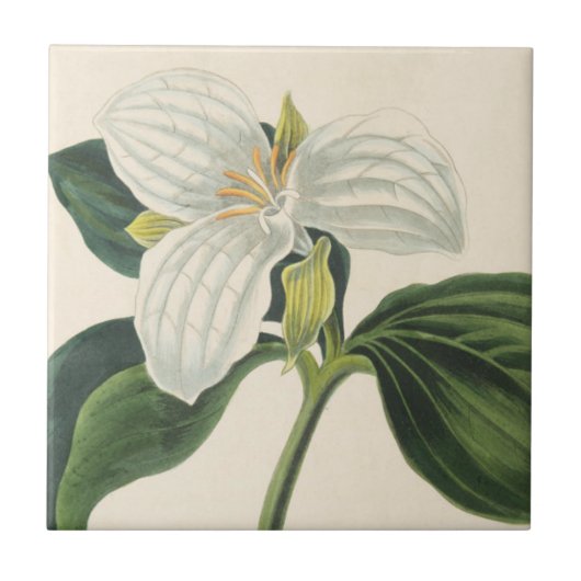 Grote blote trillium tegeltje (Voorkant)
