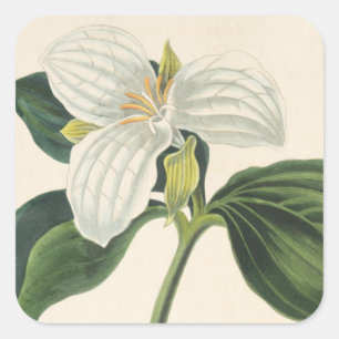 Grote blote trillium vierkante sticker
