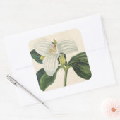 Grote blote trillium vierkante sticker (Envelop)