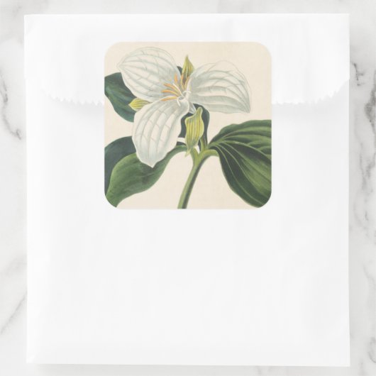 Grote blote trillium vierkante sticker (Tas)