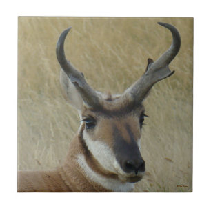 Grote bok van de Gaffelbok kopschot Tegeltje