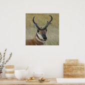 Grote bok van de vorkhoornsnuivantilope kopschot poster (Keuken)