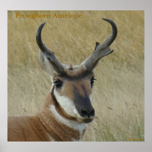 Grote bok van de vorkhoornsnuivantilope kopschot poster