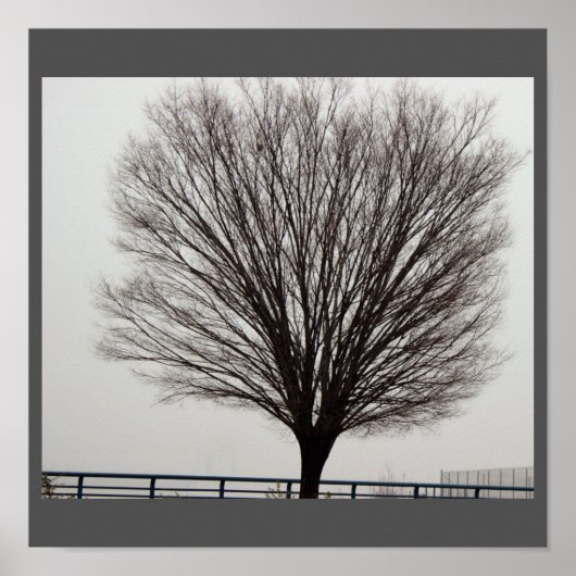 Grote Boom Foto Poster (Voorkant)