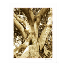 Grote Boom Fotografie Sepia Zwart en Wit