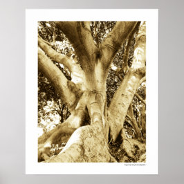 Grote Boom Fotografie Sepia Zwart en Wit Poster
