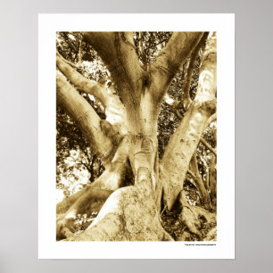 Grote Boom Fotografie Sepia Zwart en Wit Poster