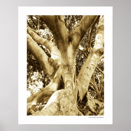 Grote Boom Fotografie Sepia Zwart en Wit Poster (Voorkant)