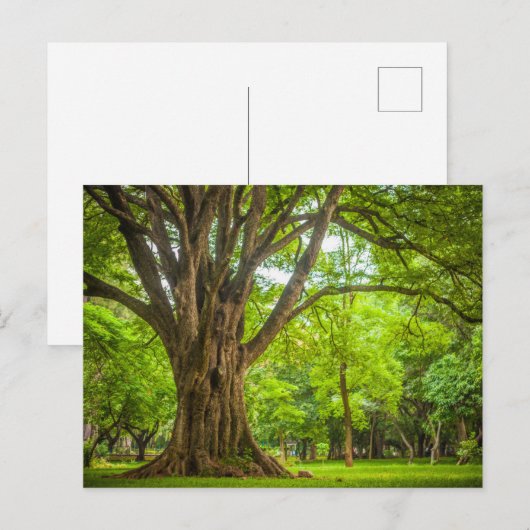 Grote boom in het park briefkaart (Voorkant / Achterkant)