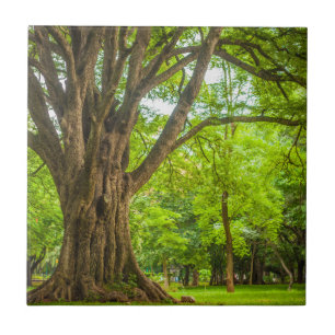 Grote boom in het park tegeltje
