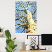 Grote boom met veel takken in de lucht, Natuur Poster (Thuiskantoor)