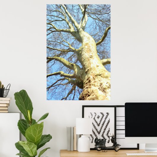 Grote boom met veel takken in de lucht, Natuur Poster (Thuiskantoor)