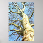 Grote boom met veel takken in de lucht, Natuur Poster (Voorkant)