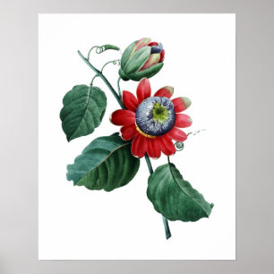 GROTE botanische afdruk van PASSIFLORA door Redout Poster