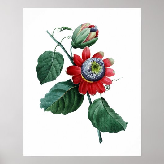 GROTE botanische afdruk van PASSIFLORA door Redout Poster (Voorkant)