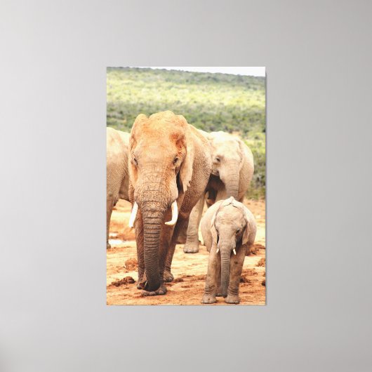 Grote broerkleine olifant Canvas omgeven Afdruk (Voorkant)