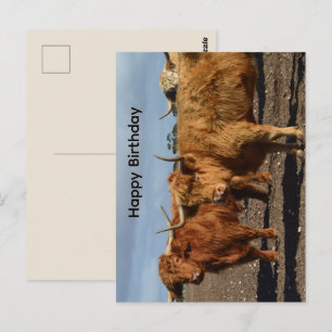 Grote Bruine Hooglandrunderen, Verjaardagskaart Briefkaart