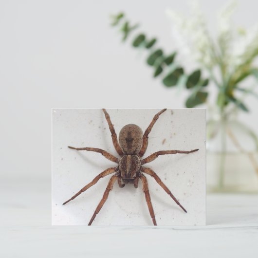 grote bruine sjaalachtige spin briefkaart (Staand voorkant)