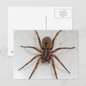 grote bruine sjaalachtige spin briefkaart (Voorkant / Achterkant)
