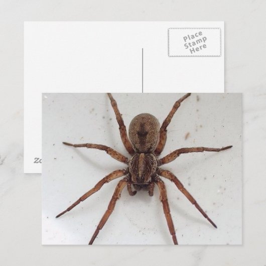 grote bruine sjaalachtige spin briefkaart (Voorkant / Achterkant)