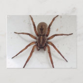 grote bruine sjaalachtige spin briefkaart (Voorkant)