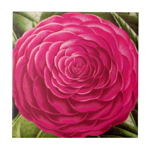 Grote Camellia Blossom, Fuchsia Pink Tegeltje (Voorkant)