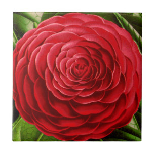 Grote Camellia Blossom, Shades of Deep Red Tegeltje