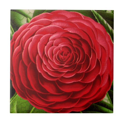 Grote Camellia Blossom, Shades of Deep Red Tegeltje (Voorkant)