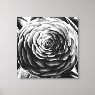Grote Camellia, zwart, wit en grijs / grijs Canvas Afdruk