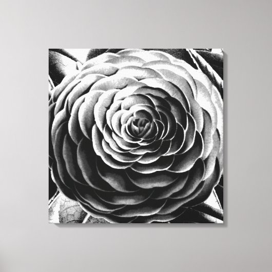 Grote Camellia, zwart, wit en grijs / grijs Canvas Afdruk (Voorkant)