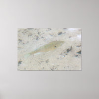 Grote canvas vis kunst