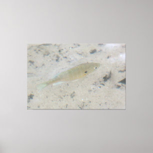 Grote canvas vis kunst afdruk