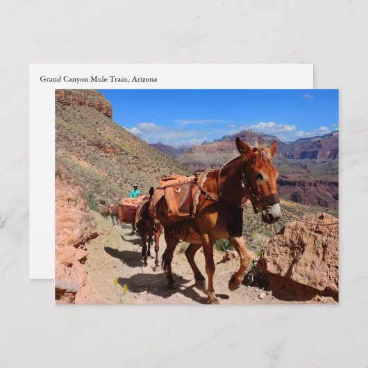 Grote Canyon Pakmuildieren op het pad Briefkaart (Voorkant / Achterkant)