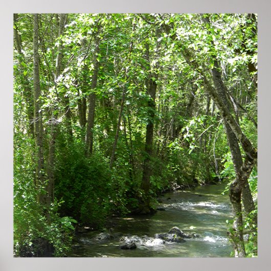 Grote Creek in de zomertijd..... Poster (Voorkant)