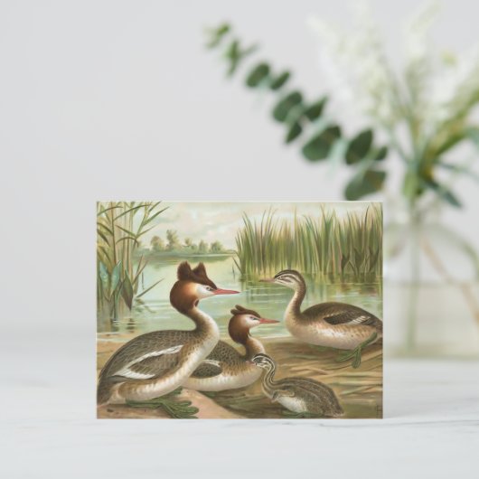 Grote Crested Grebe Briefkaart (Staand voorkant)