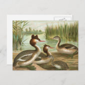 Grote Crested Grebe Briefkaart (Voorkant / Achterkant)