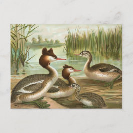 Grote Crested Grebe Briefkaart