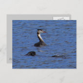 Grote Crested Grebe Briefkaart (Voorkant / Achterkant)