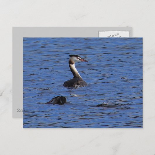 Grote Crested Grebe Briefkaart (Voorkant / Achterkant)