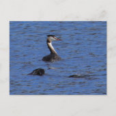 Grote Crested Grebe Briefkaart (Voorkant)