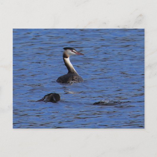 Grote Crested Grebe Briefkaart (Voorkant)