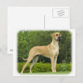 Grote Daan 9T088D-027 Briefkaart (Voorkant / Achterkant)