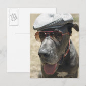 Grote Daan met pet en zonnebrillen Briefkaart (Voorkant / Achterkant)