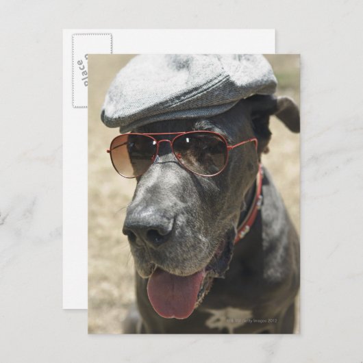 Grote Daan met pet en zonnebrillen Briefkaart (Voorkant / Achterkant)