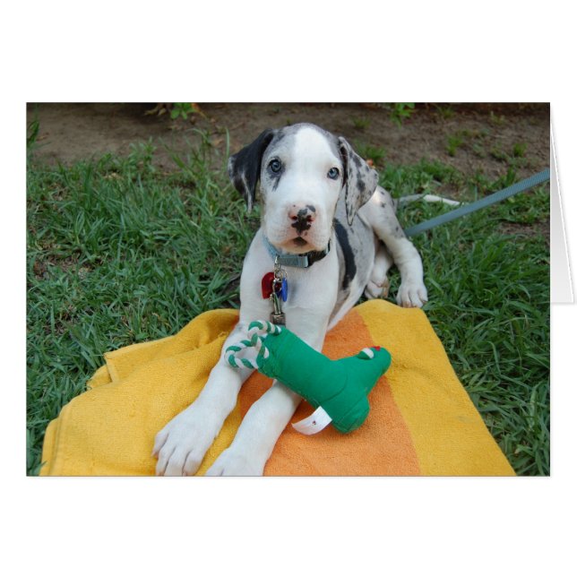 Grote daanpuppy (Voorkant Horizontaal)