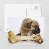 Grote daanpuppy met bot in studio briefkaart (Voorkant / Achterkant)
