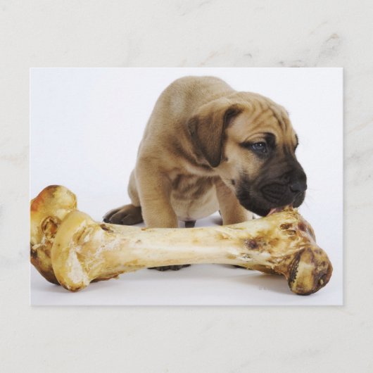 Grote daanpuppy met bot in studio briefkaart (Voorkant)
