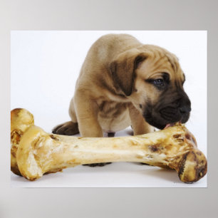 Grote daanpuppy met bot in studio poster