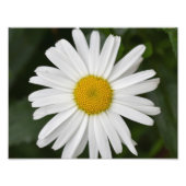 Grote Daisy Foto Afdruk (Voorkant)