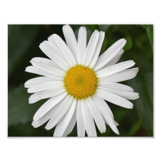 Grote Daisy Foto Afdruk (Voorkant)